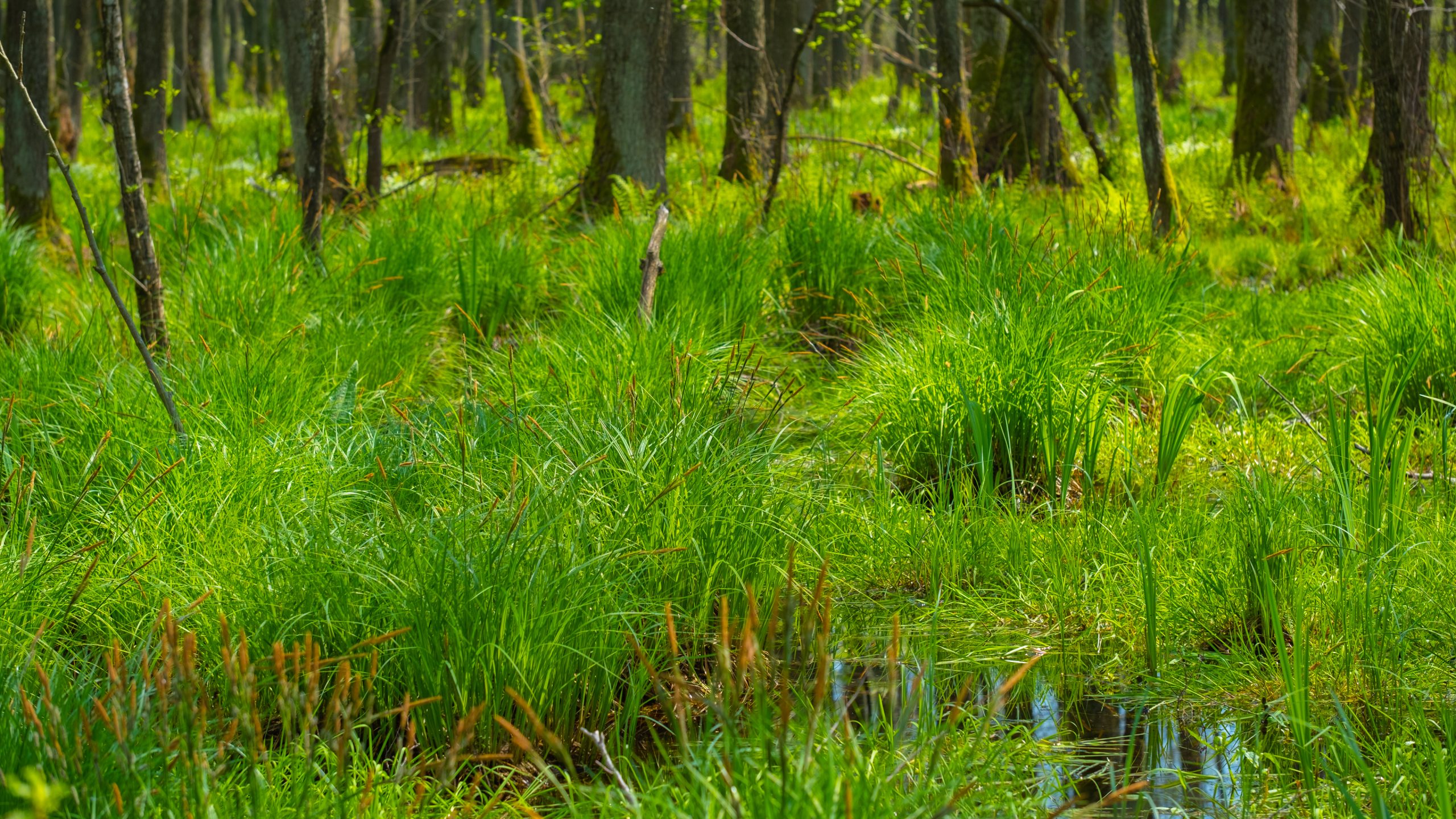 Zielone, wiosenne okolice jeziora Piskory